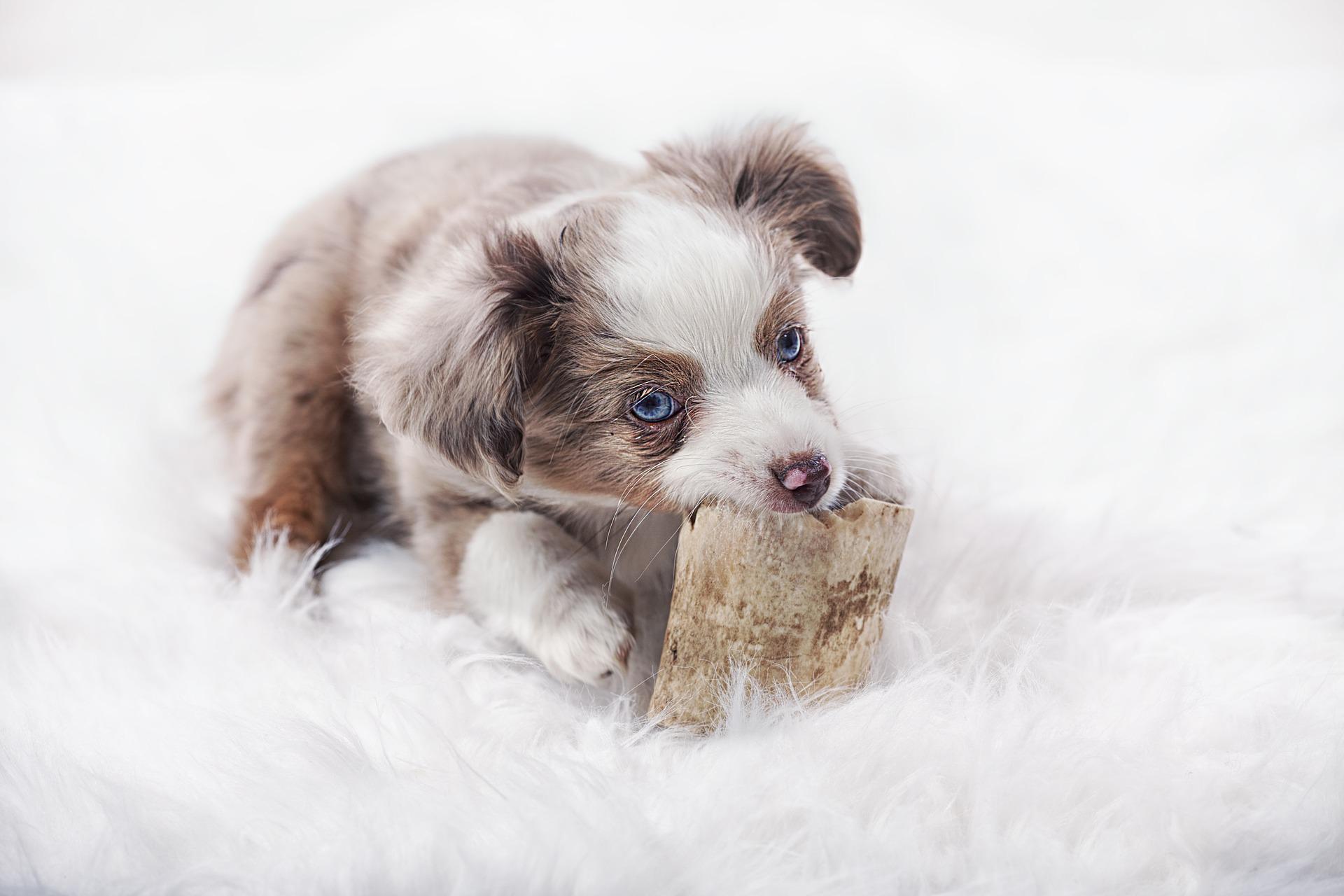 Australian Shepherd Hvalp