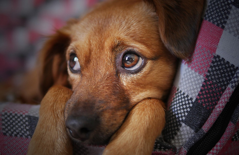 Når Hunden Skifter Ejer