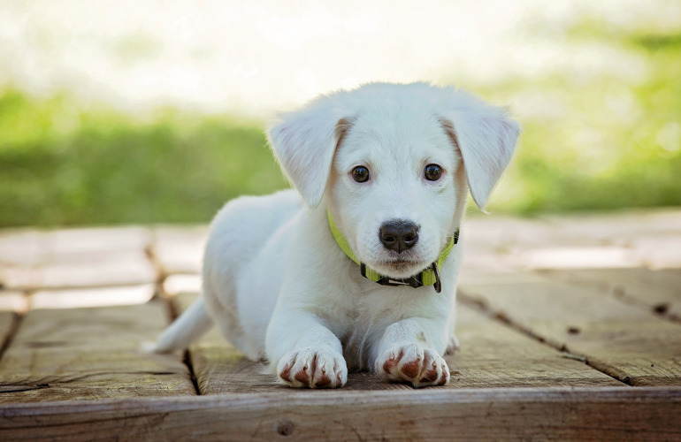 Tablet Andre steder varsel Skånekost til din hund | Hundeblog