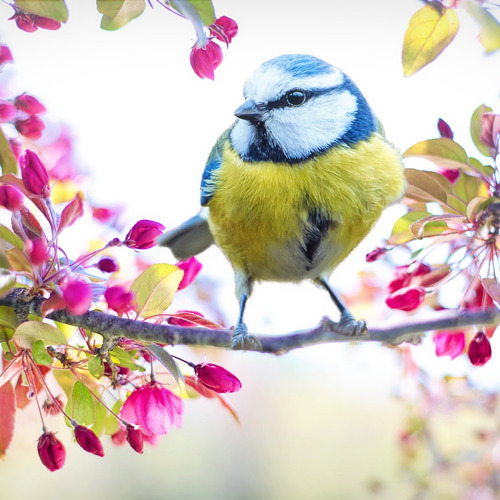10 Af De Mest Kendte Fugle
