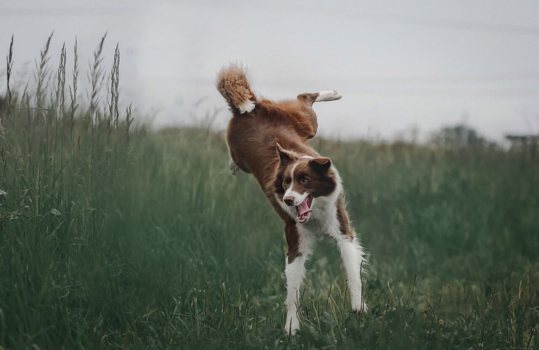 Hvilken Hund Skal Jeg Vælge?