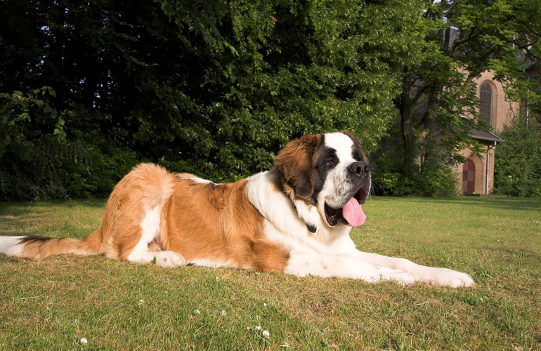 Sankt Bernhardshund