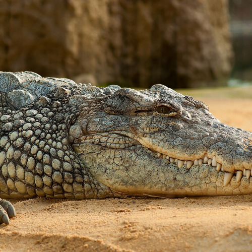 Nile Crocodile 245013 1280