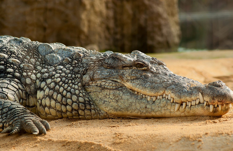 Nile Crocodile 245013 1280