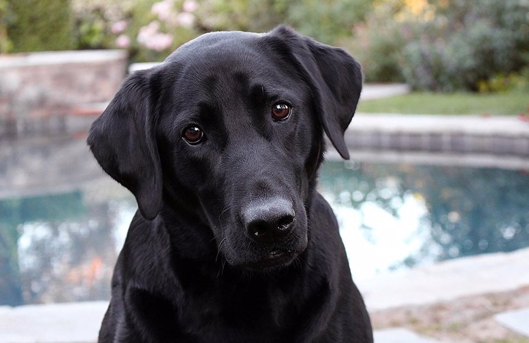 Labrador Retriever