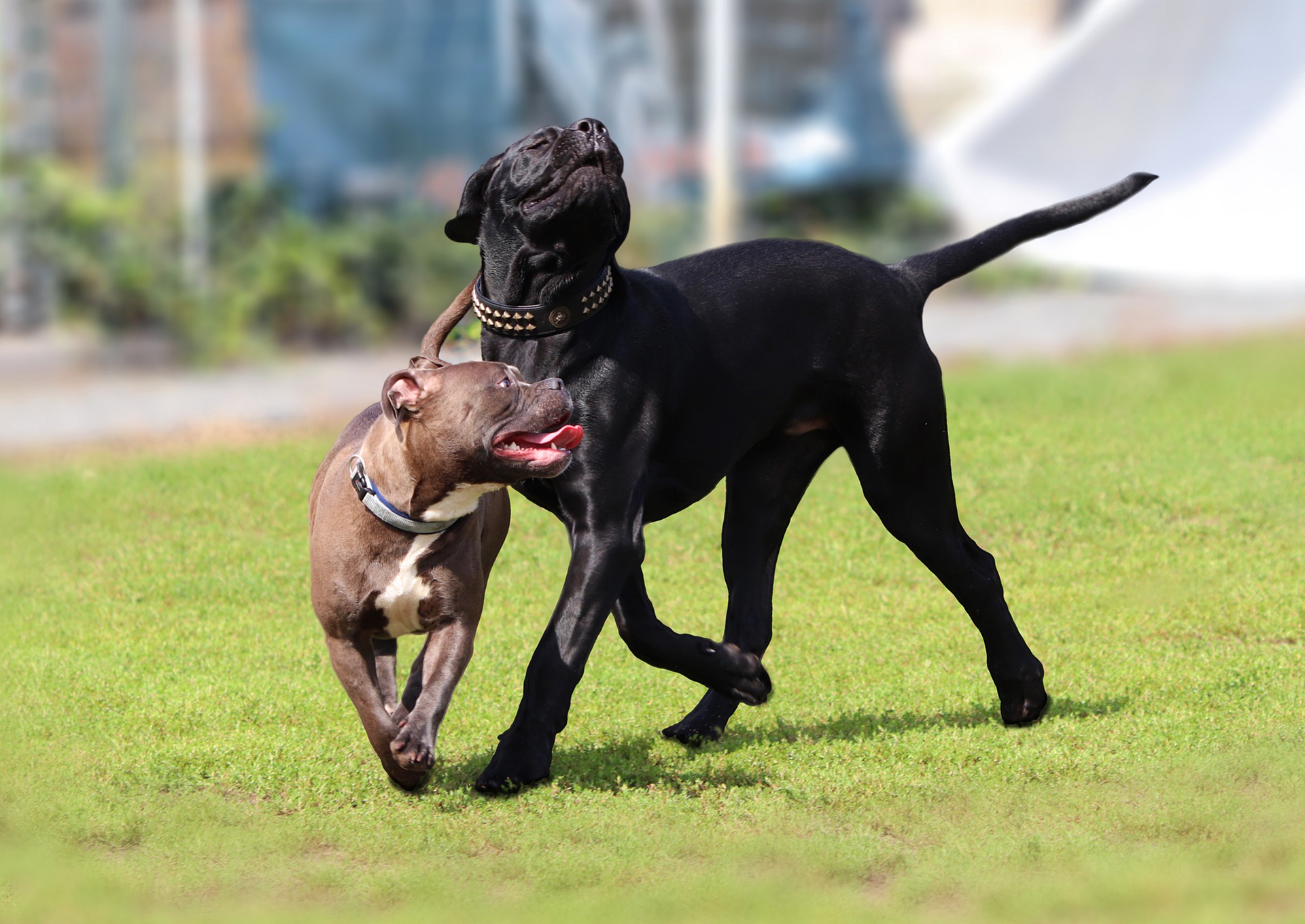 Cane Corso Italiano Hvalp