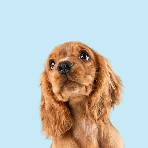 Dogs