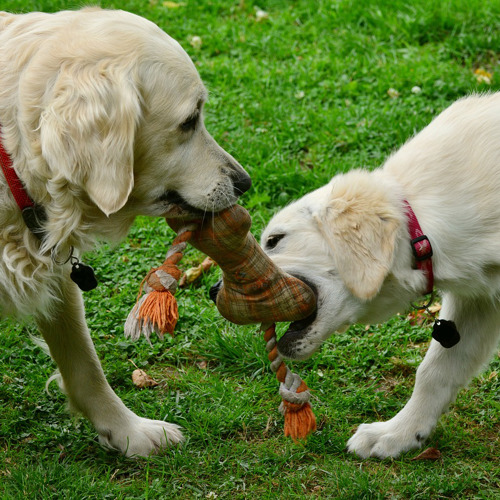 Hunde Legetøj