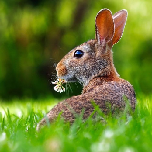 Hare