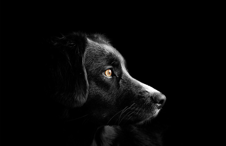 Hvad Koster En Hund Om Måneden?