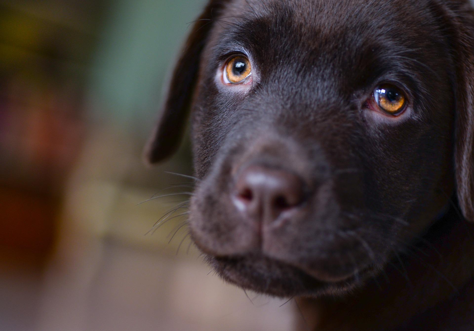 Labrador Retriever Hvalp