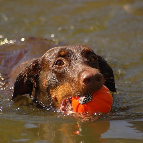 Træn Hund