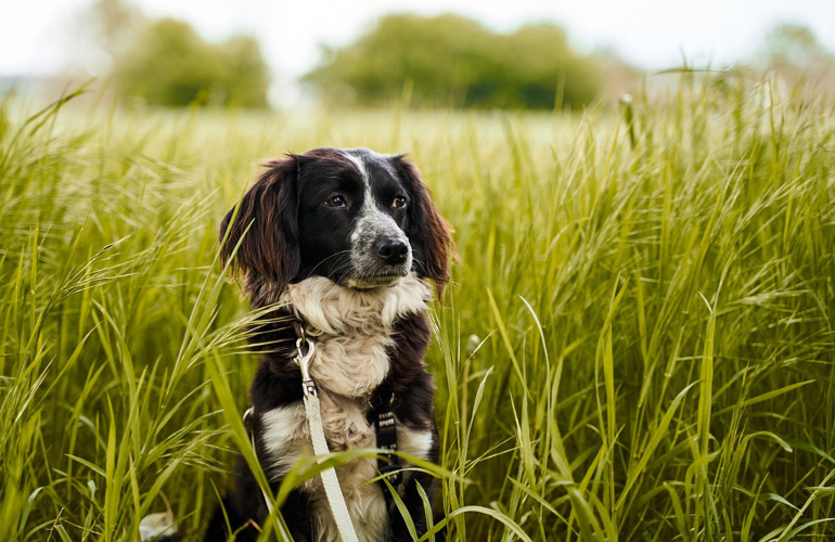 Hvorfor Spiser Hunde Græs?