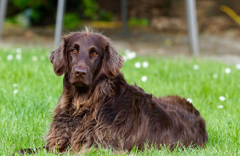 Årsager Til At Kastrere Sin Hund