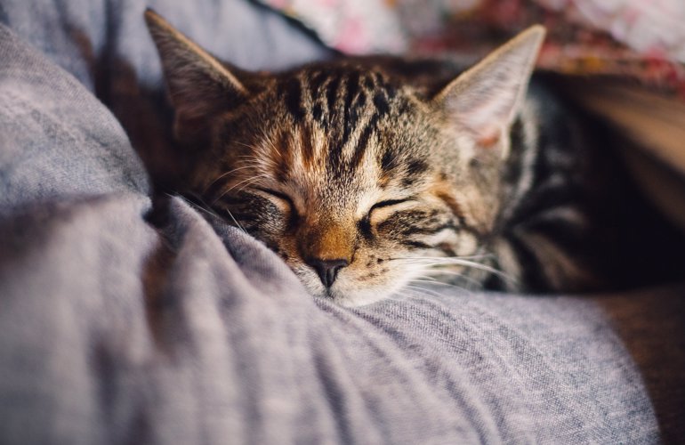 Wardian sag vi Halvkreds Sygdomme hos katte | Læs alt på dyreportals katteblog