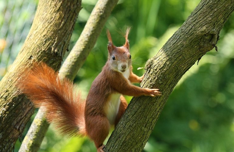 Lær Om Egern – Gennemgang Af 6 Forskellige Racer