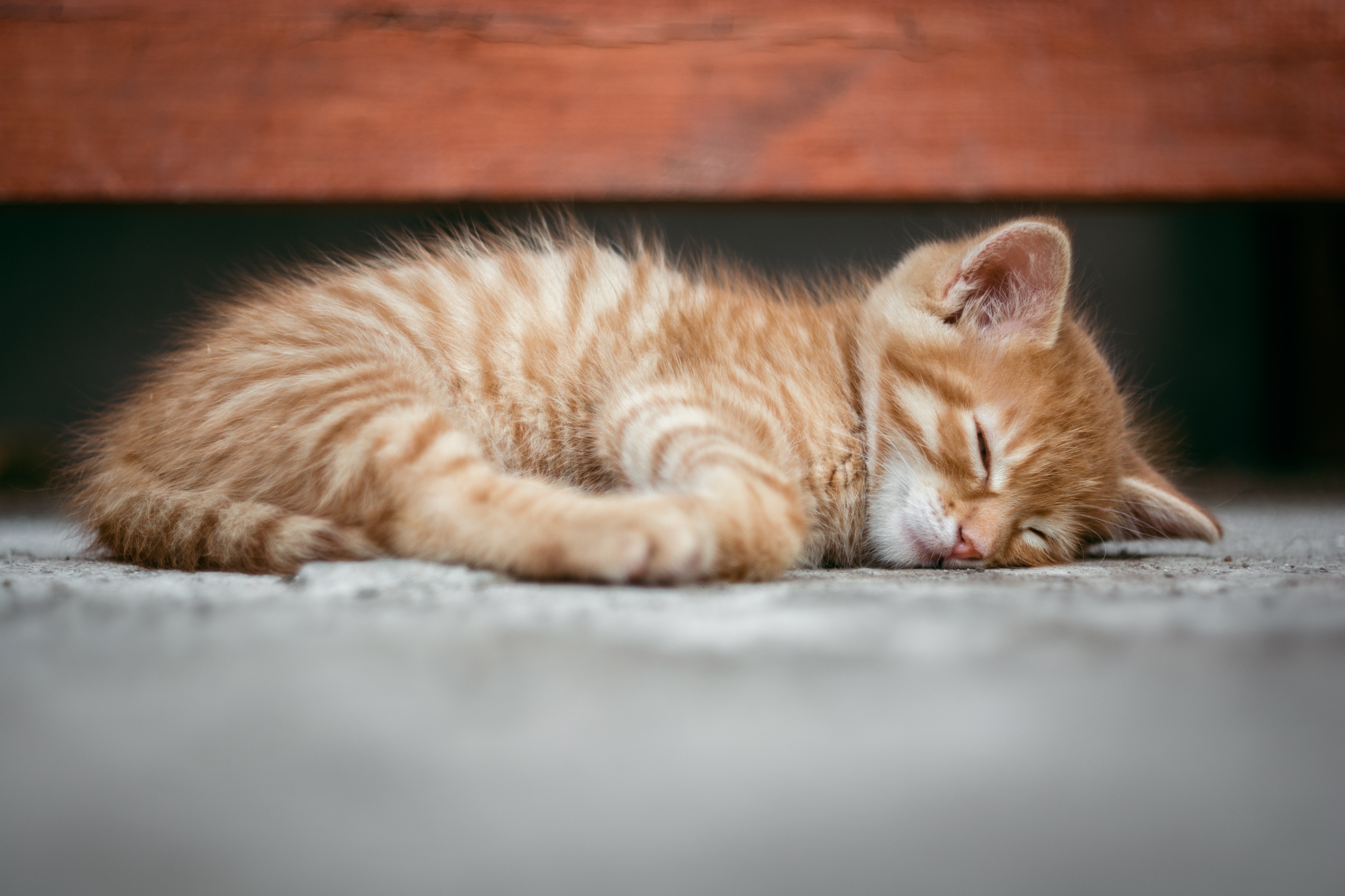 Odysseus London stemme Sygdomme hos katte | Læs alt på dyreportals katteblog