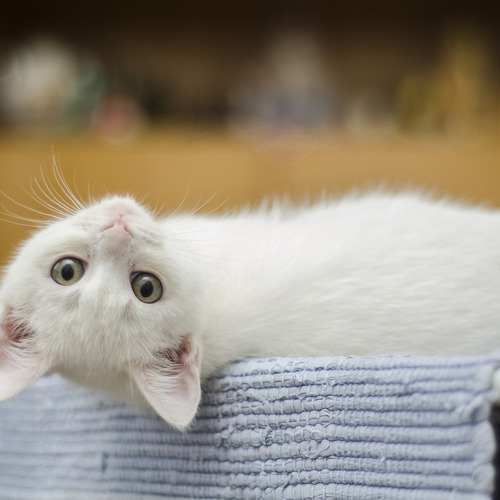 Sådan Forbereder Du Dit Hjem Til En Ny Kat
