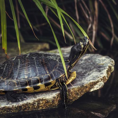 sygdomme-hos-skildpadder