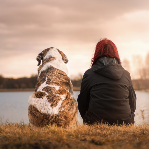 Kvaliteter I Hunde