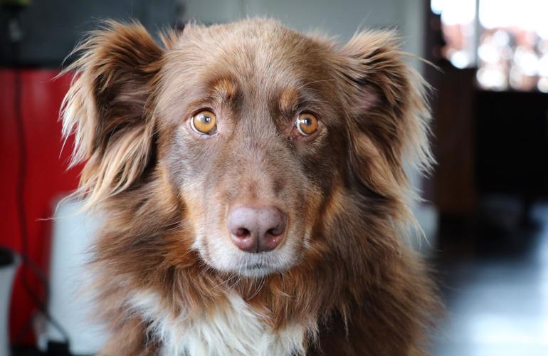 Australian Shepherd