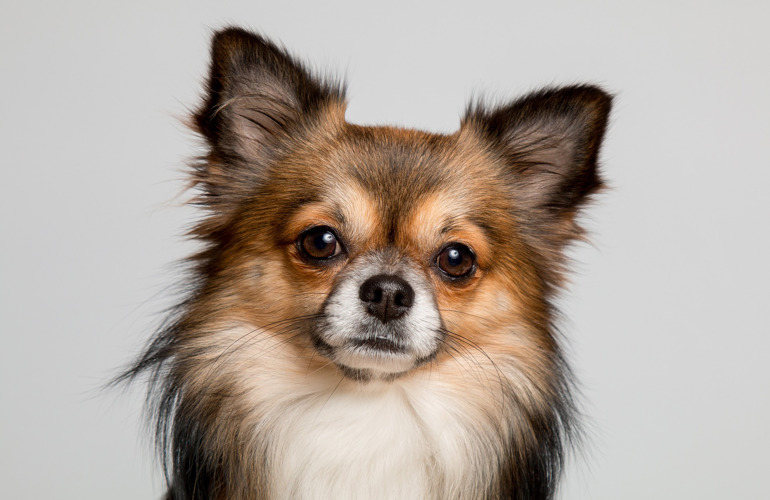 Chihuahua Motion