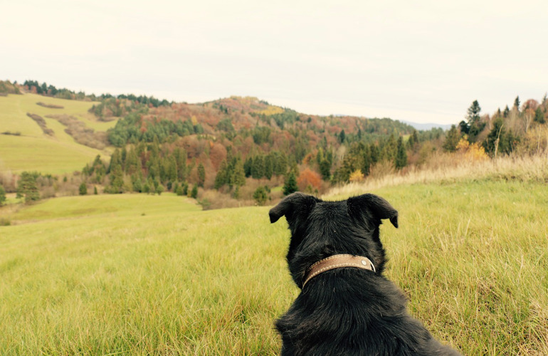 Skove Hvor Hunde Må Være Løse