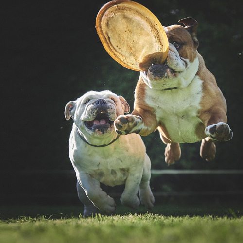 Leg Træning Hund